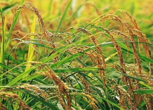 點擊查看詳細信息<br>標題：   閱讀次數(shù)：3285